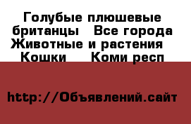 Голубые плюшевые британцы - Все города Животные и растения » Кошки   . Коми респ.